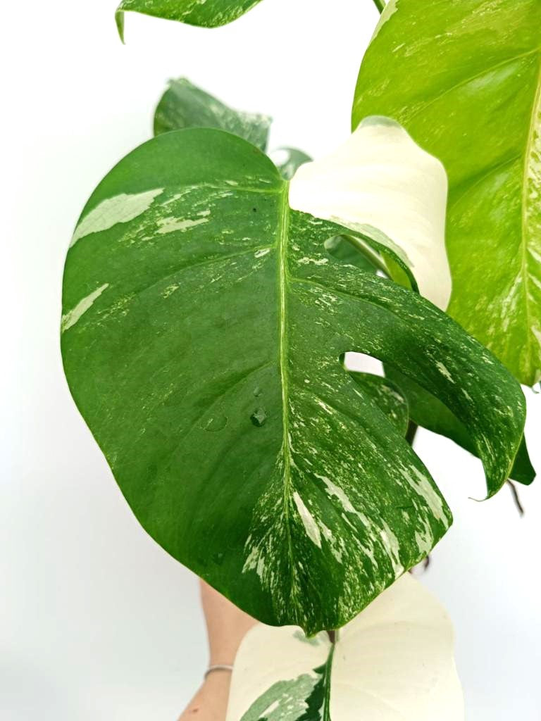 Monstera albo variegata