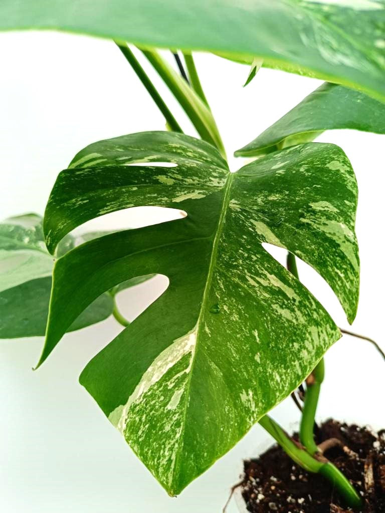 Monstera albo variegata