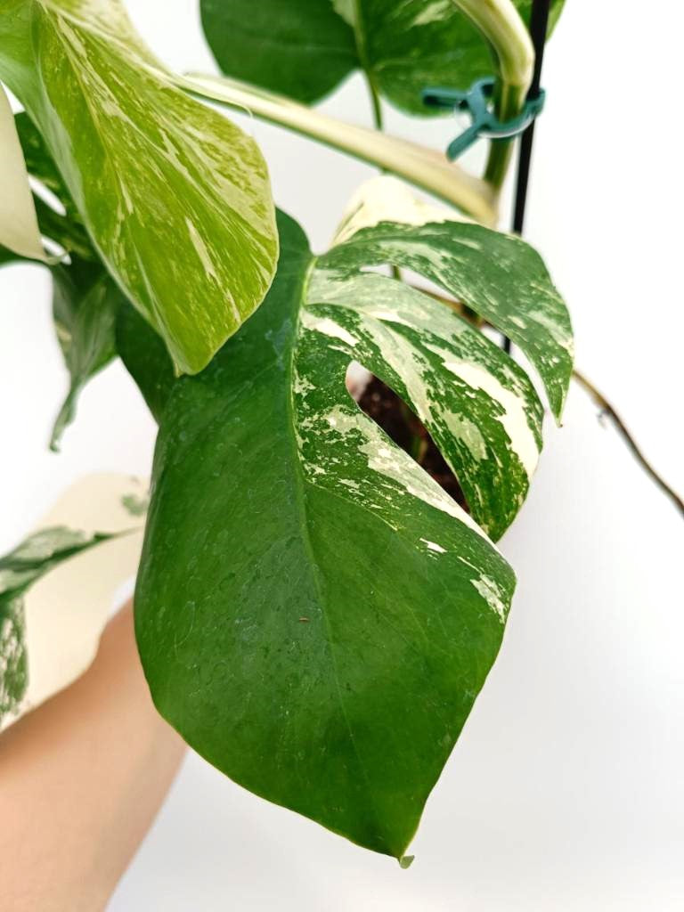 Monstera albo variegata