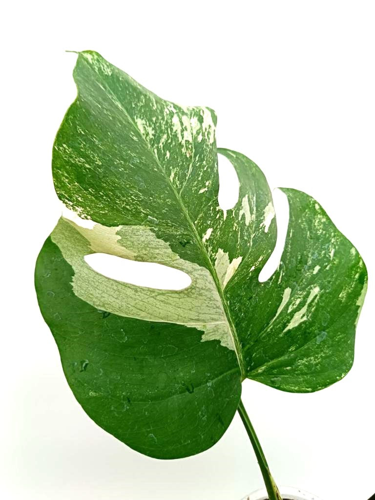 Monstera albo variegata