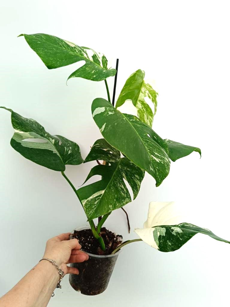 Monstera albo variegata