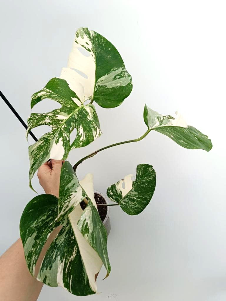 Monstera albo variegata