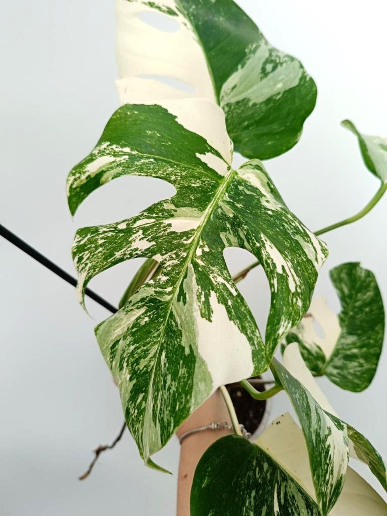 Monstera albo variegata