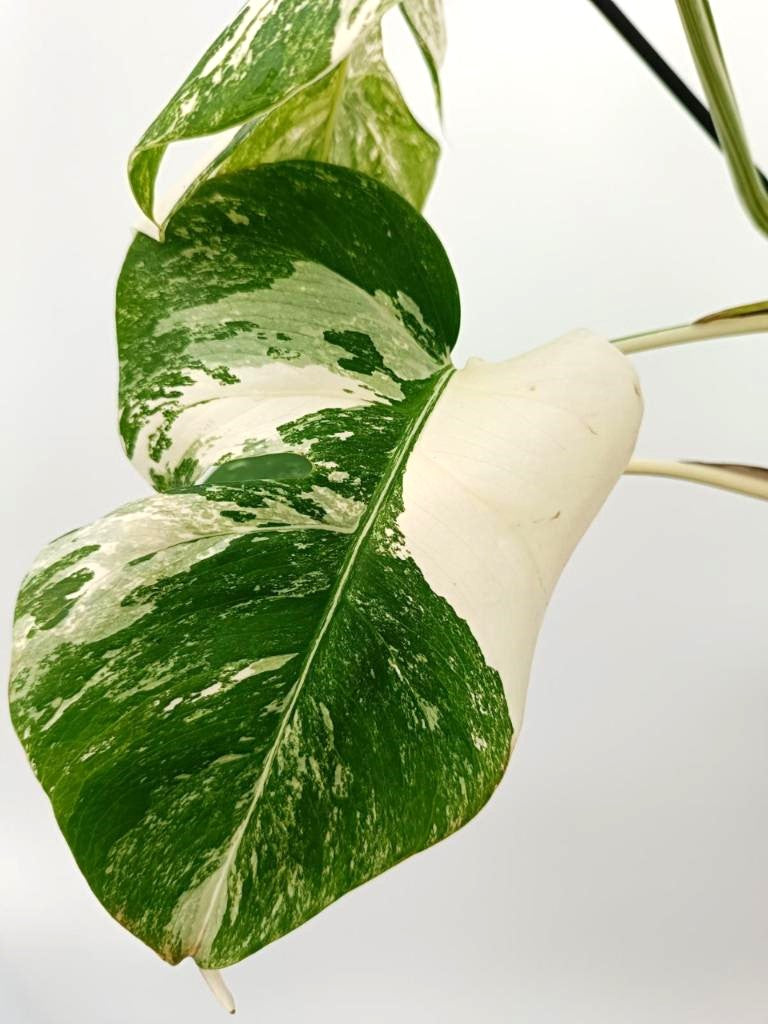 Monstera albo variegata