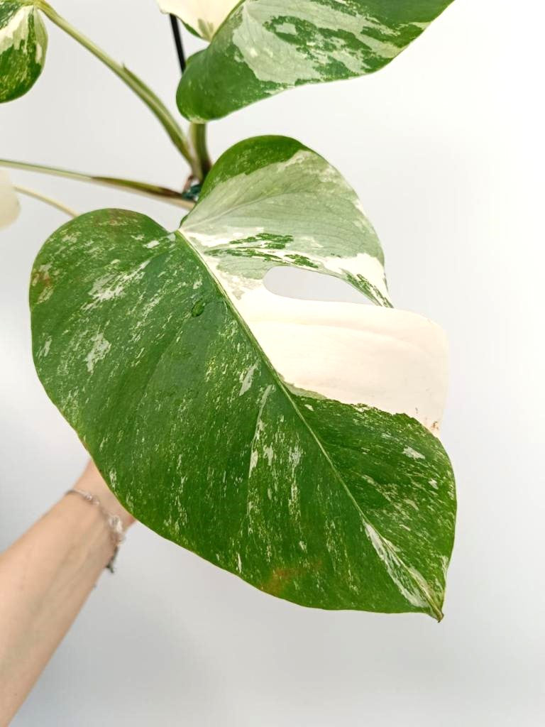 Monstera albo variegata