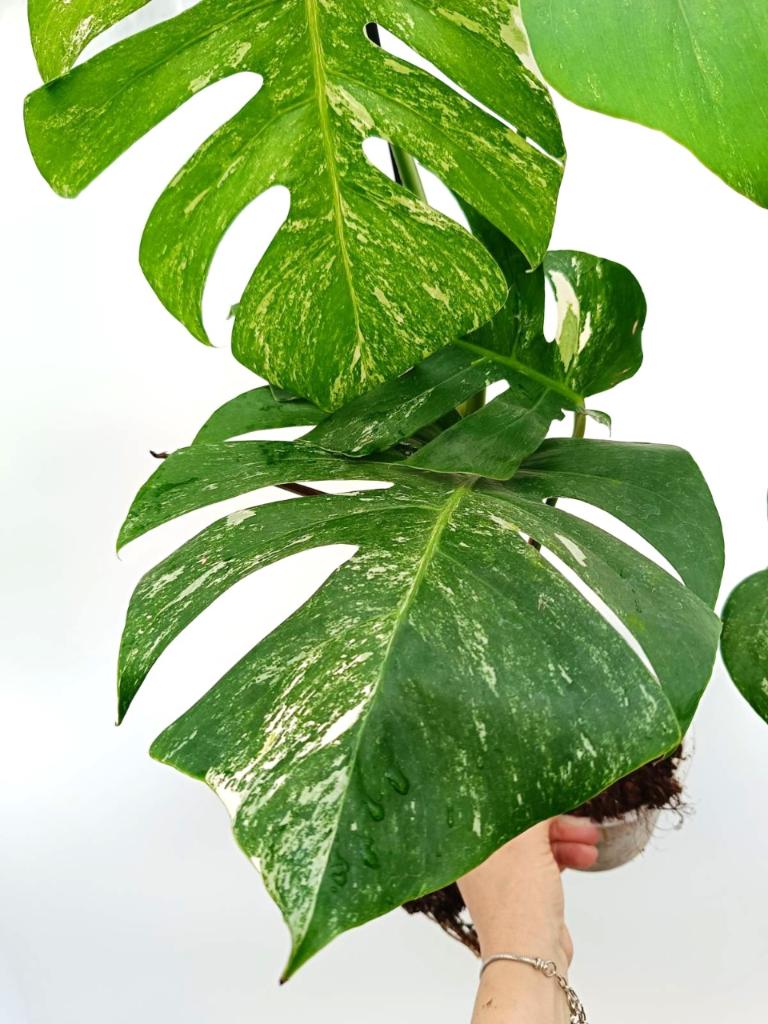 Monstera albo variegata