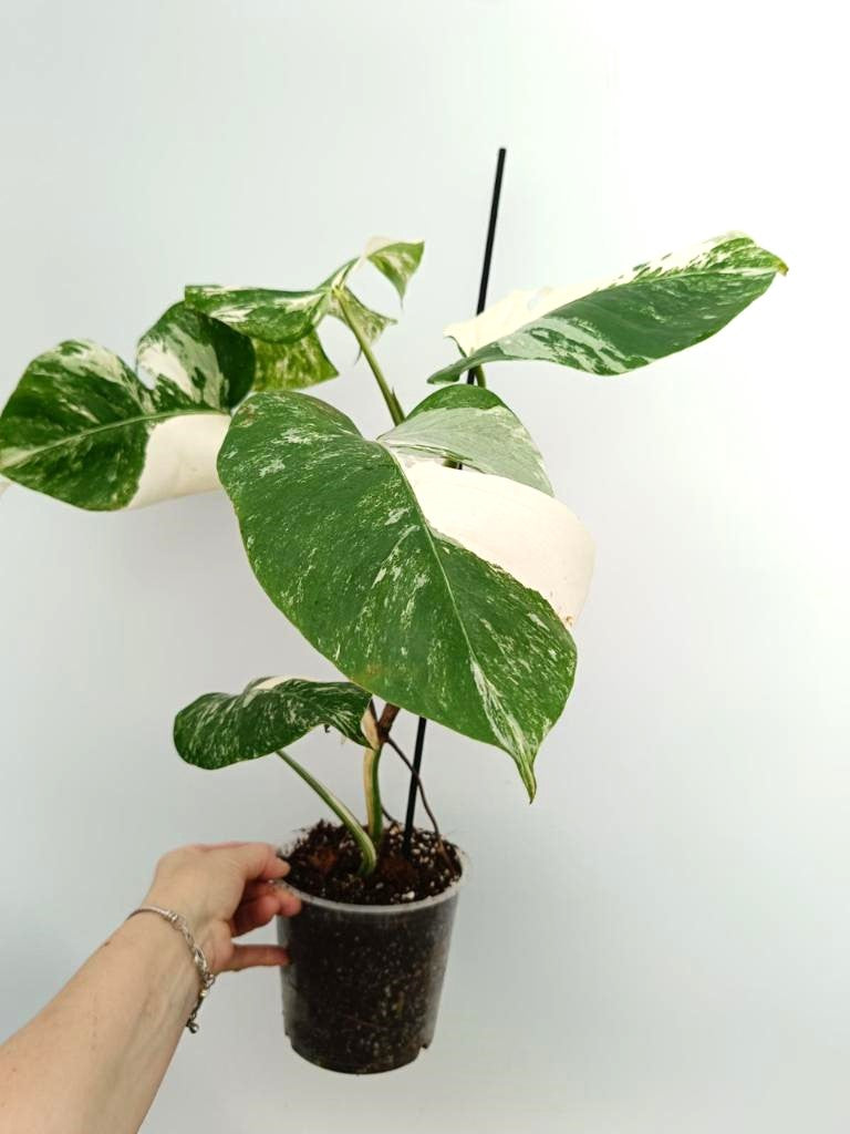 Monstera albo variegata