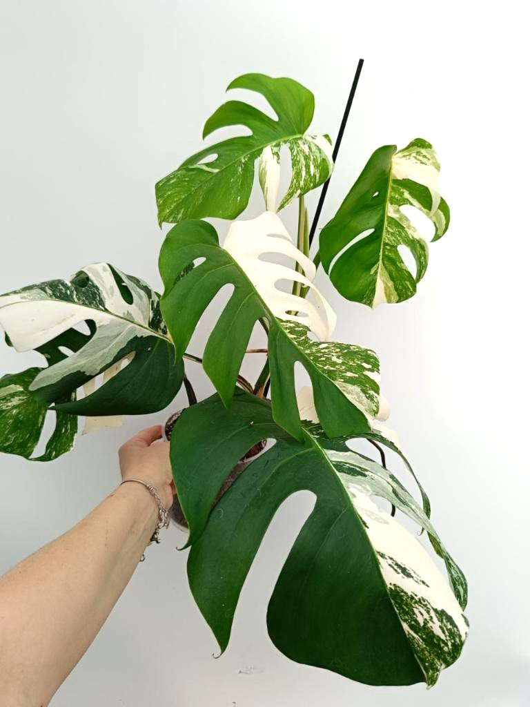 Monstera albo variegata