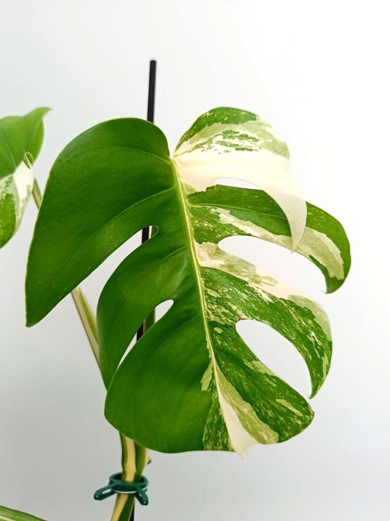 Monstera albo variegata