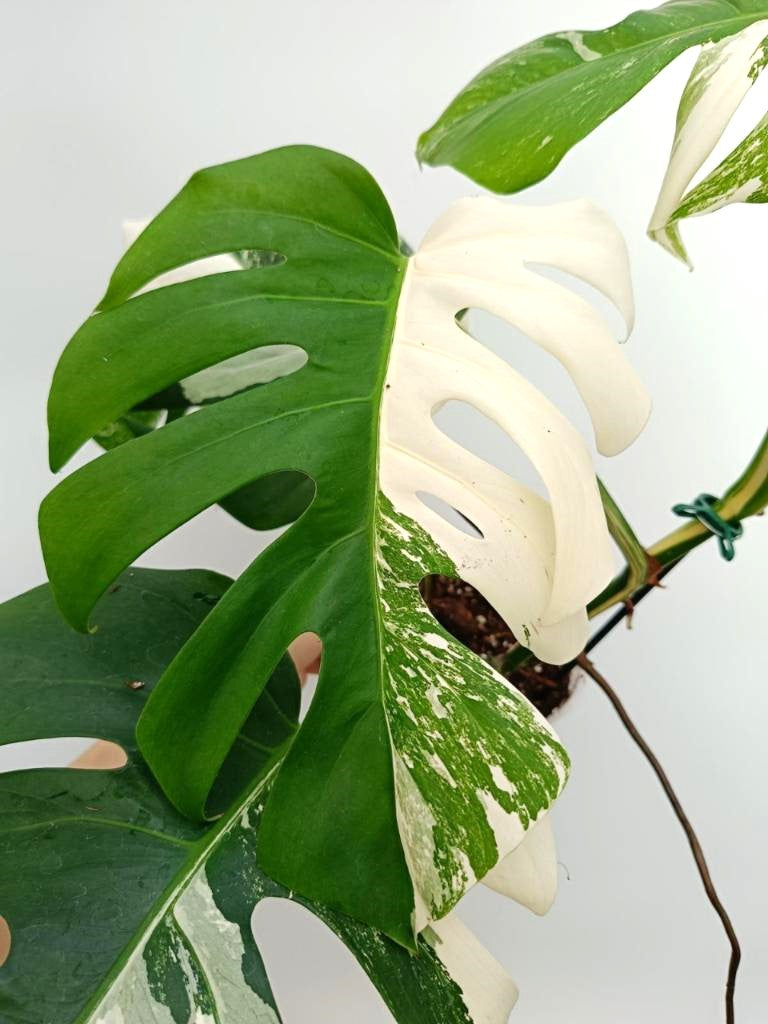 Monstera albo variegata