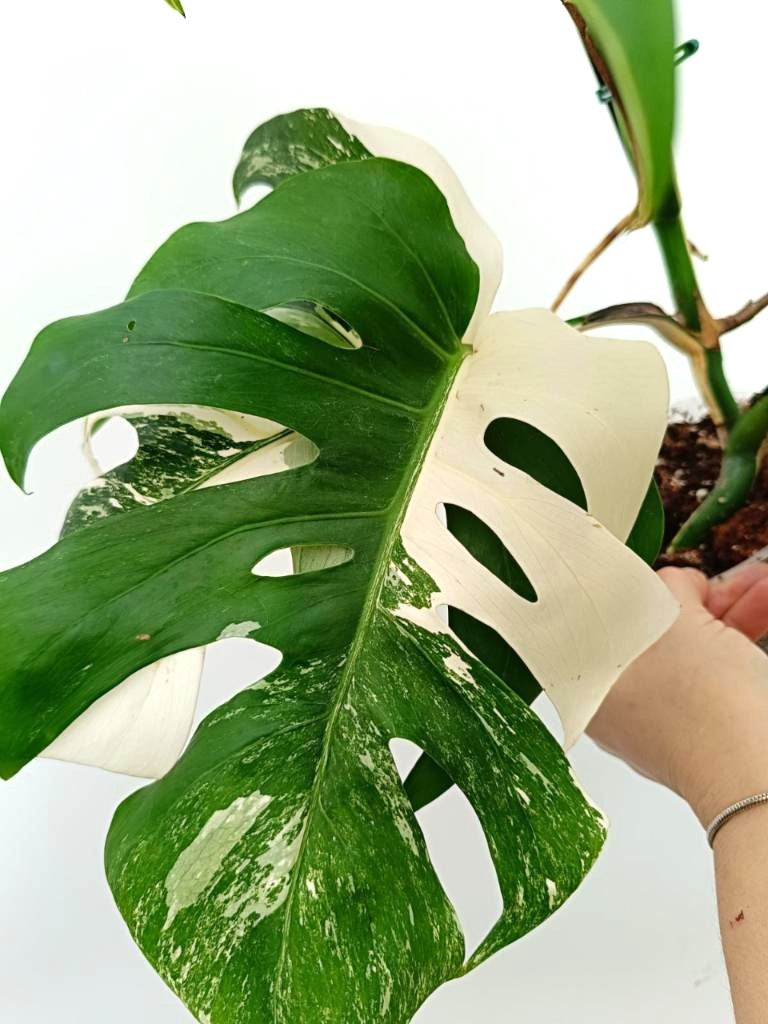 Monstera albo variegata