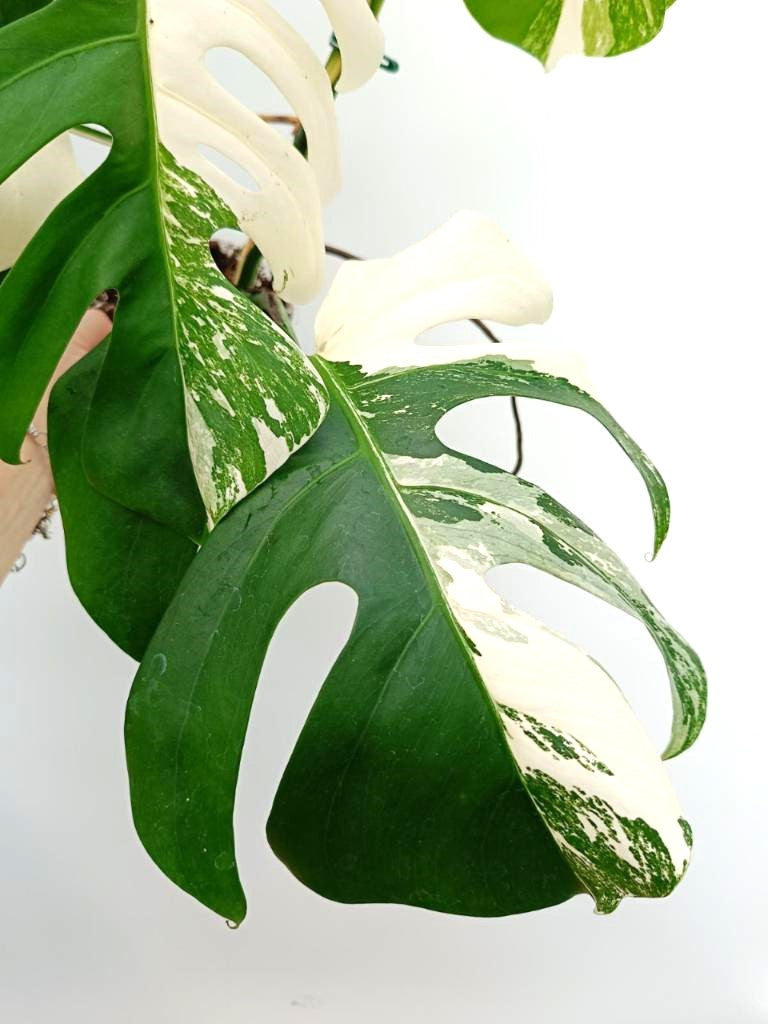 Monstera albo variegata