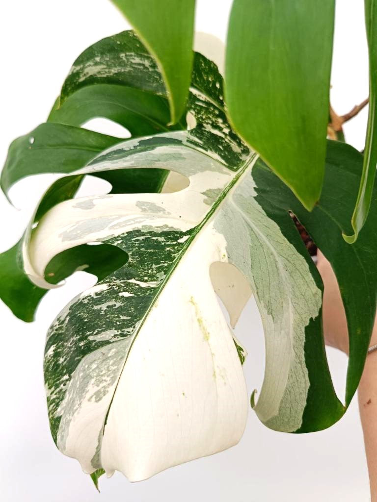 Monstera albo variegata