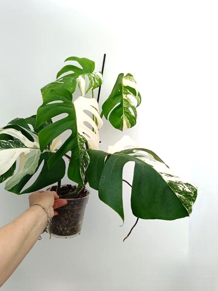 Monstera albo variegata