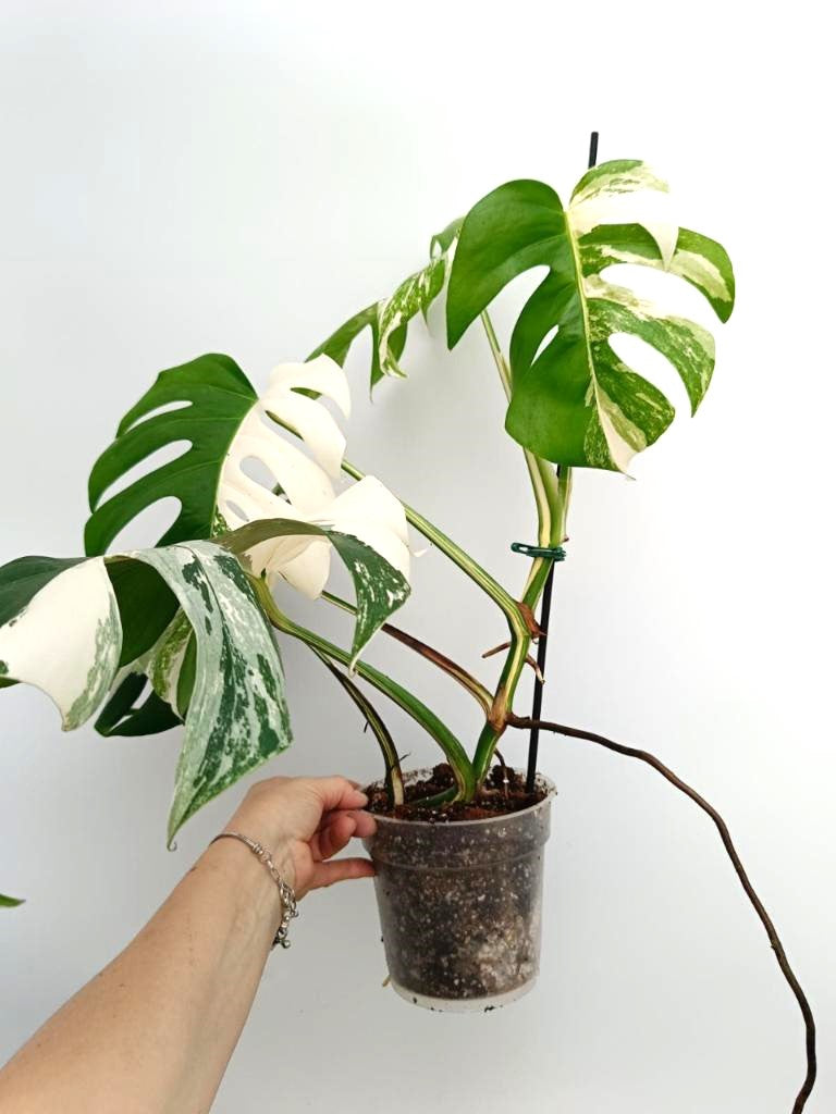 Monstera albo variegata