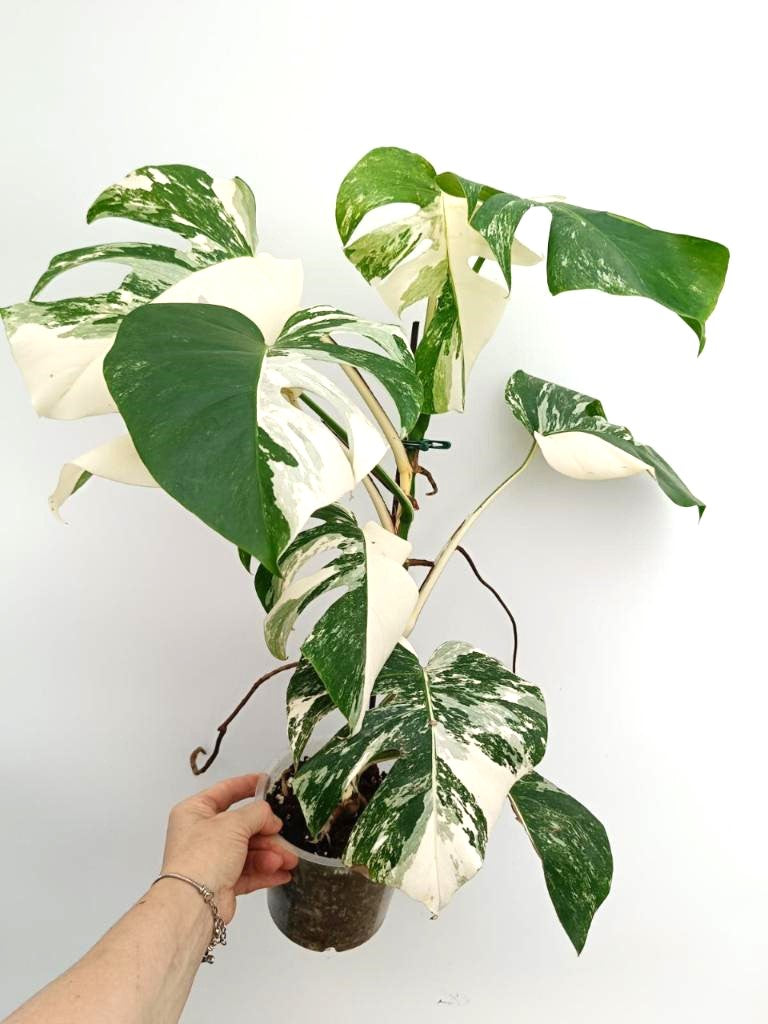 Monstera albo variegata