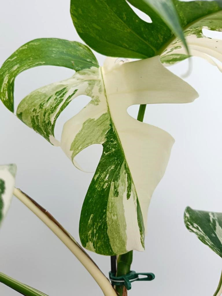 Monstera albo variegata