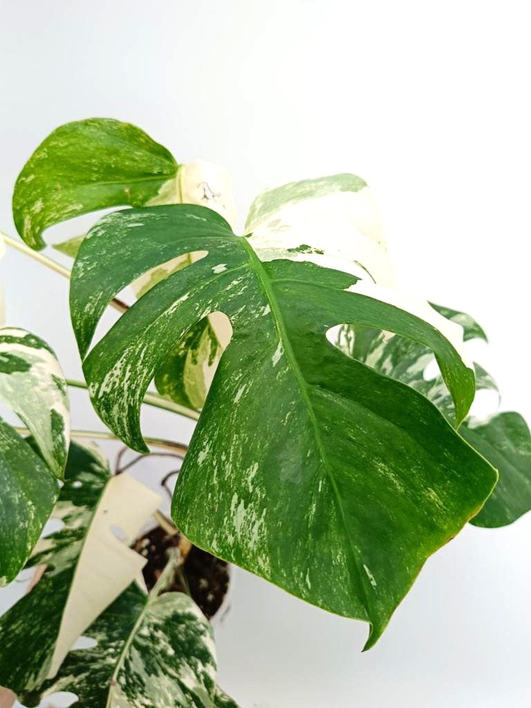 Monstera albo variegata