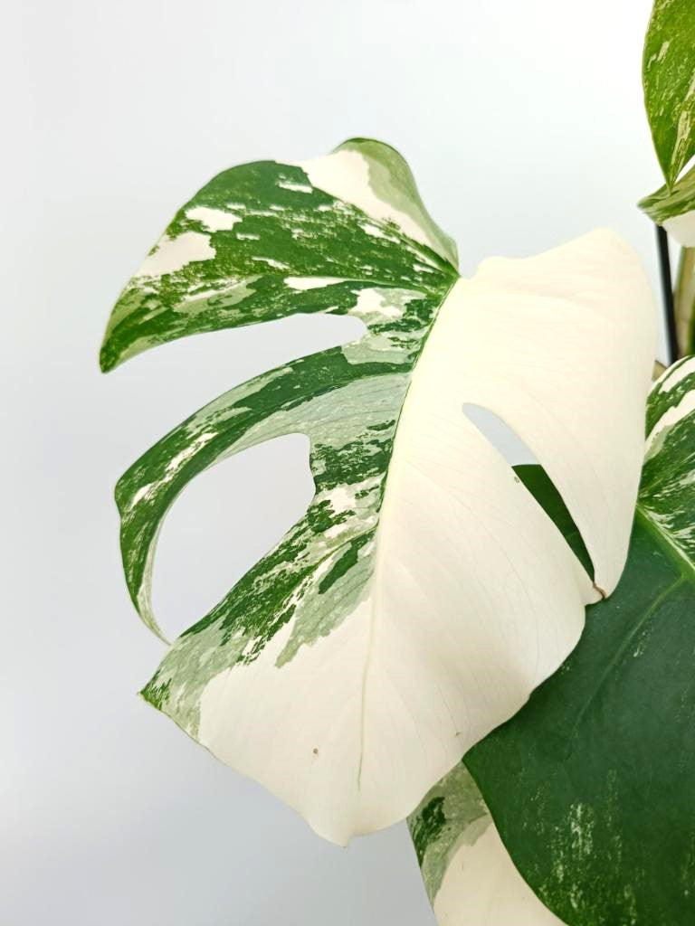 Monstera albo variegata