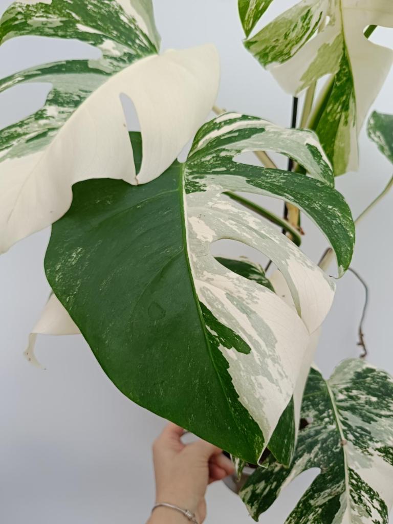 Monstera albo variegata