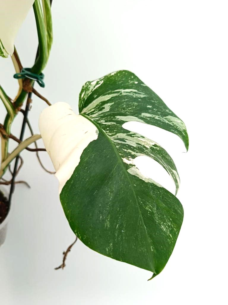 Monstera albo variegata