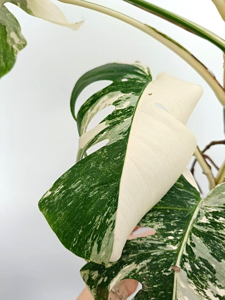 Monstera albo variegata