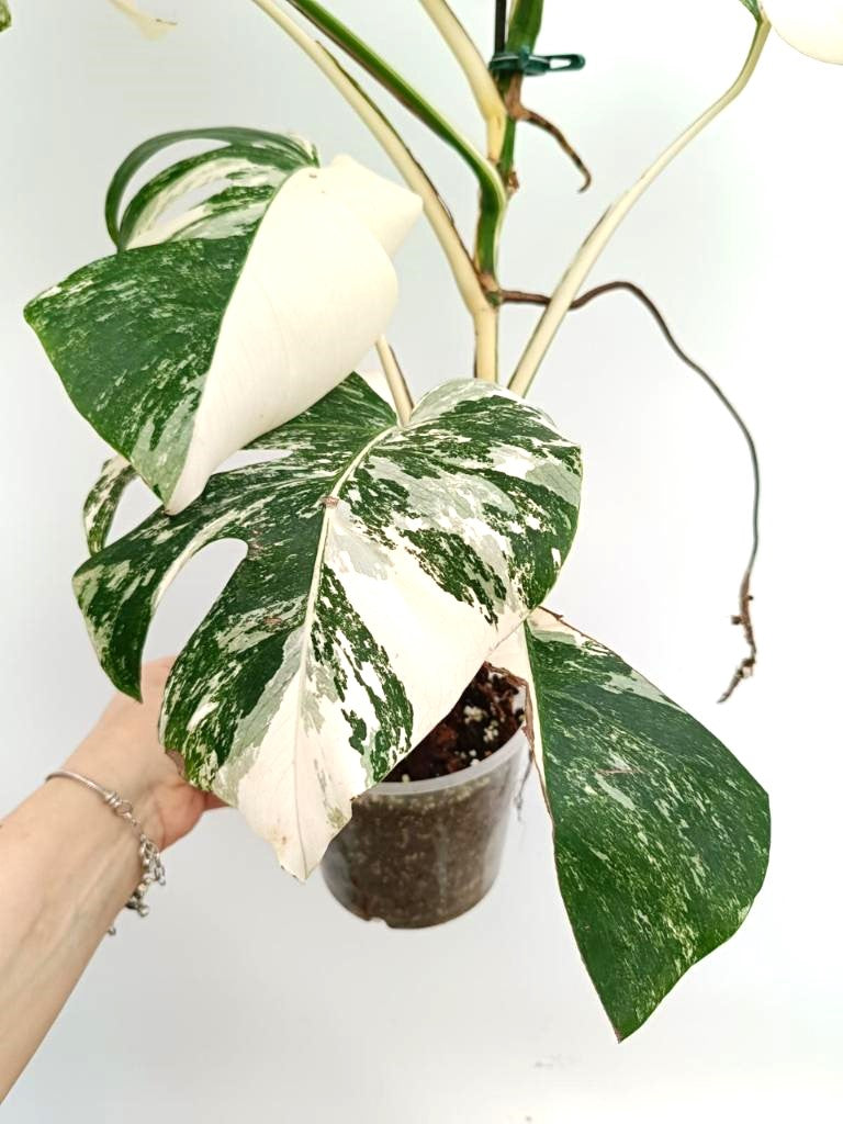 Monstera albo variegata