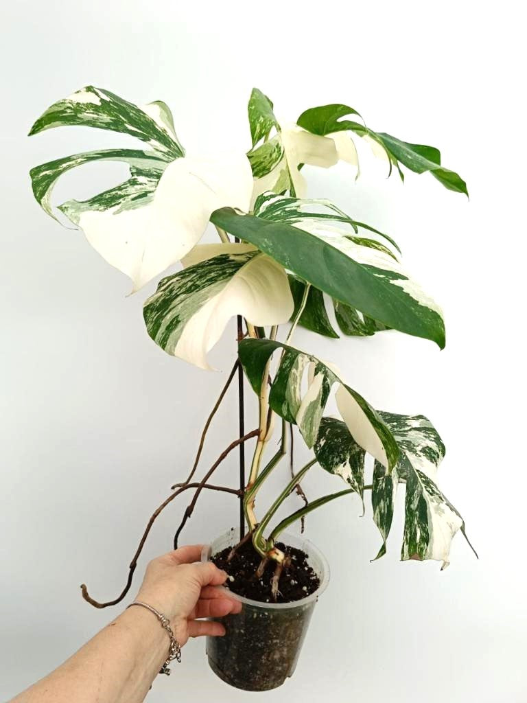 Monstera albo variegata