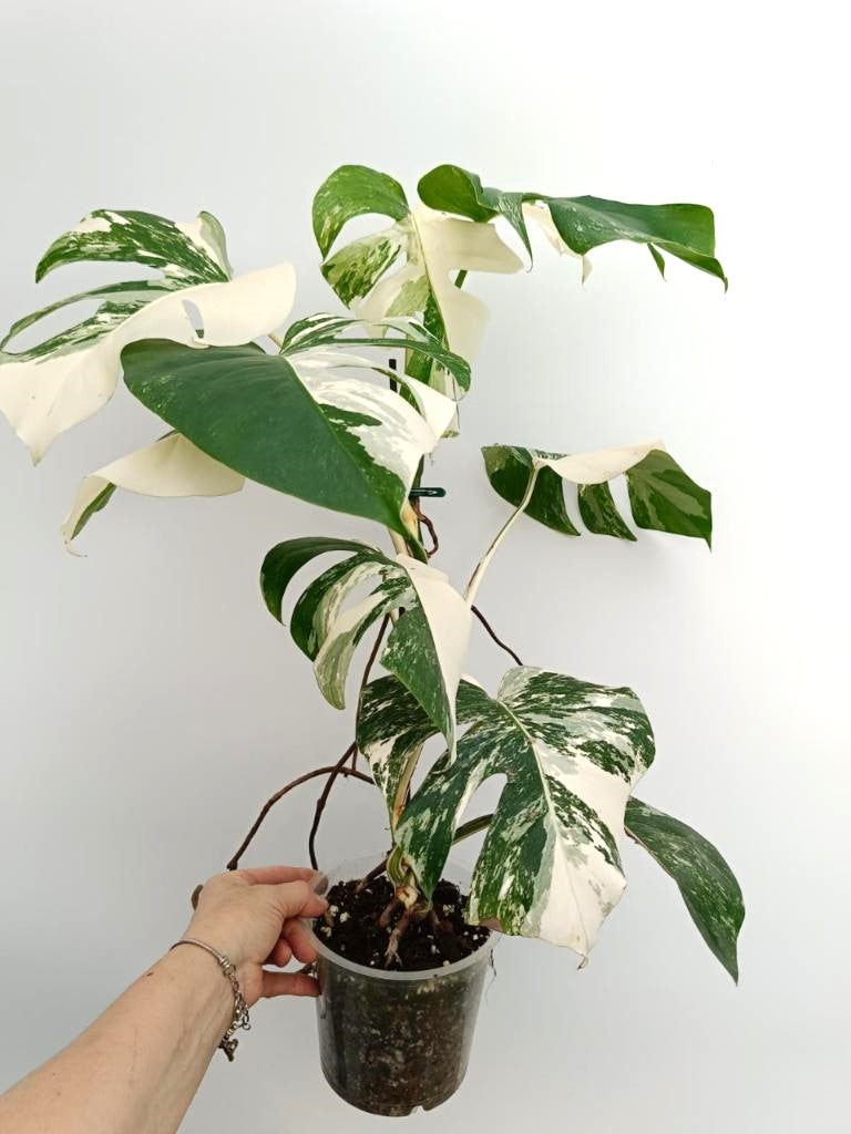 Monstera albo variegata