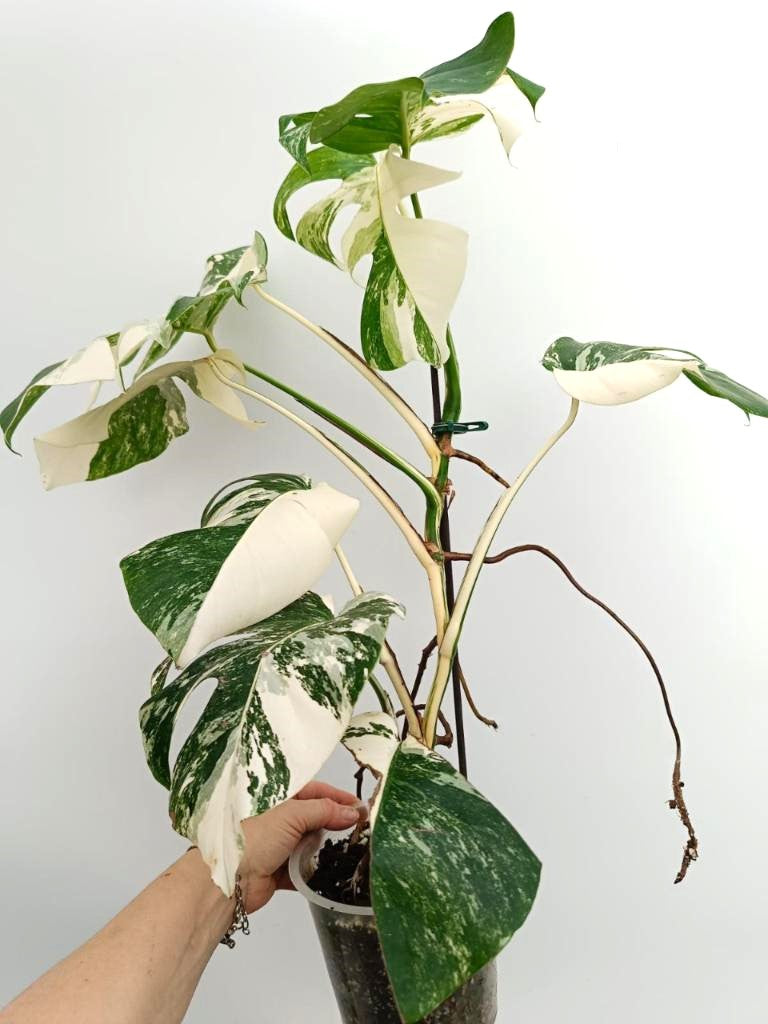 Monstera albo variegata