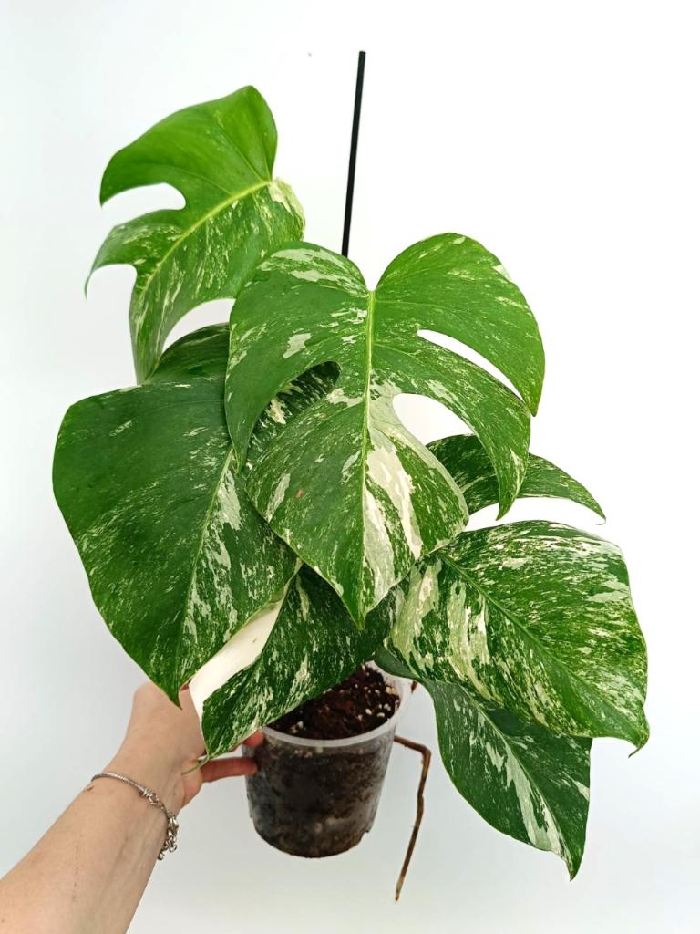 Monstera albo variegata