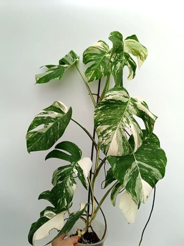 Monstera albo variegata