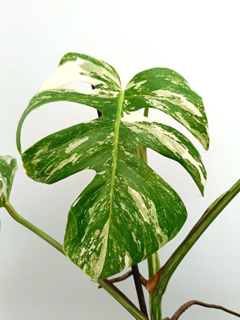 Monstera albo variegata