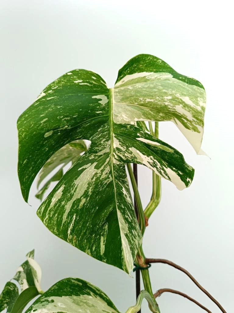 Monstera albo variegata