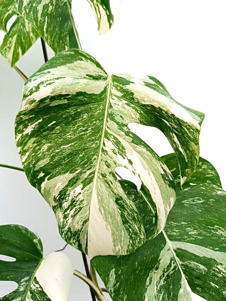 Monstera albo variegata