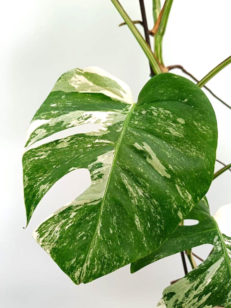 Monstera albo variegata