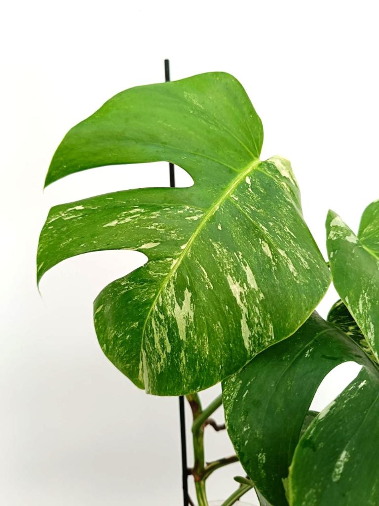 Monstera albo variegata