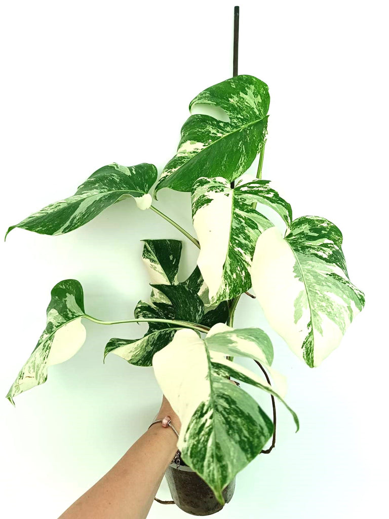 Monstera albo variegata