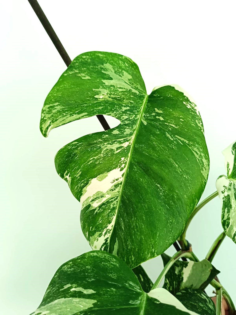 Monstera albo variegata