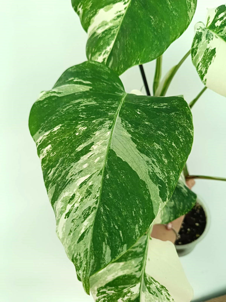 Monstera albo variegata