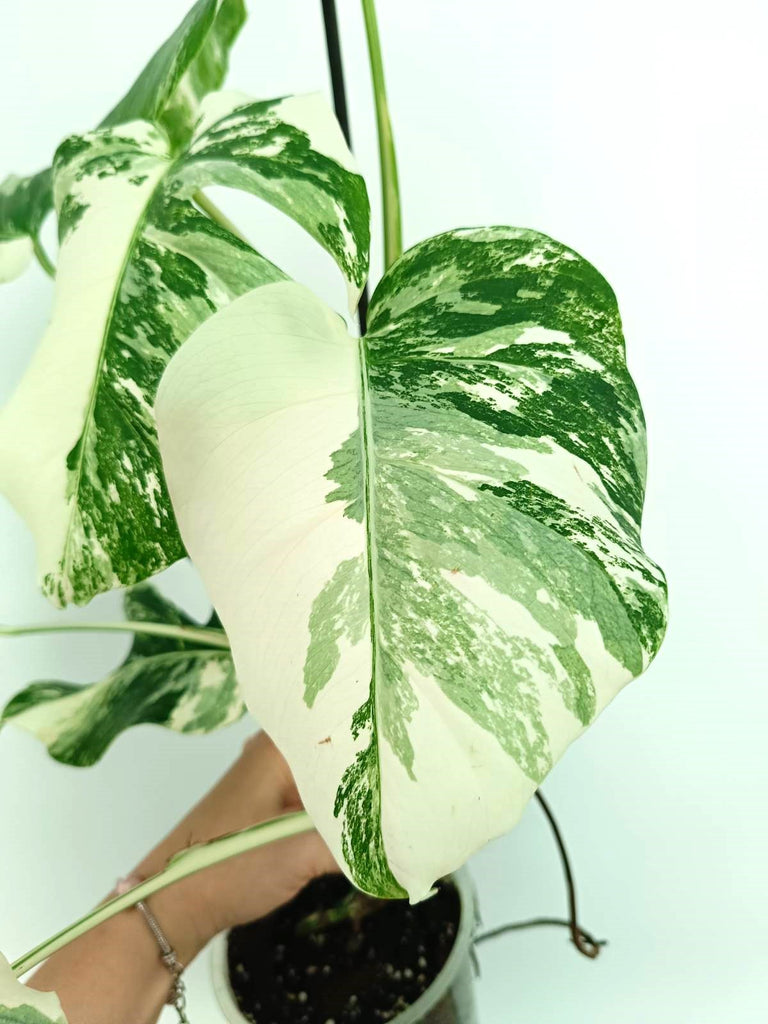 Monstera albo variegata