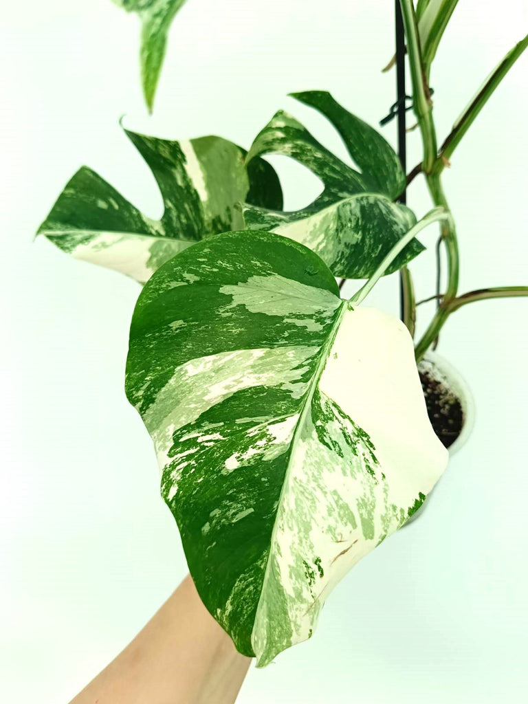 Monstera albo variegata