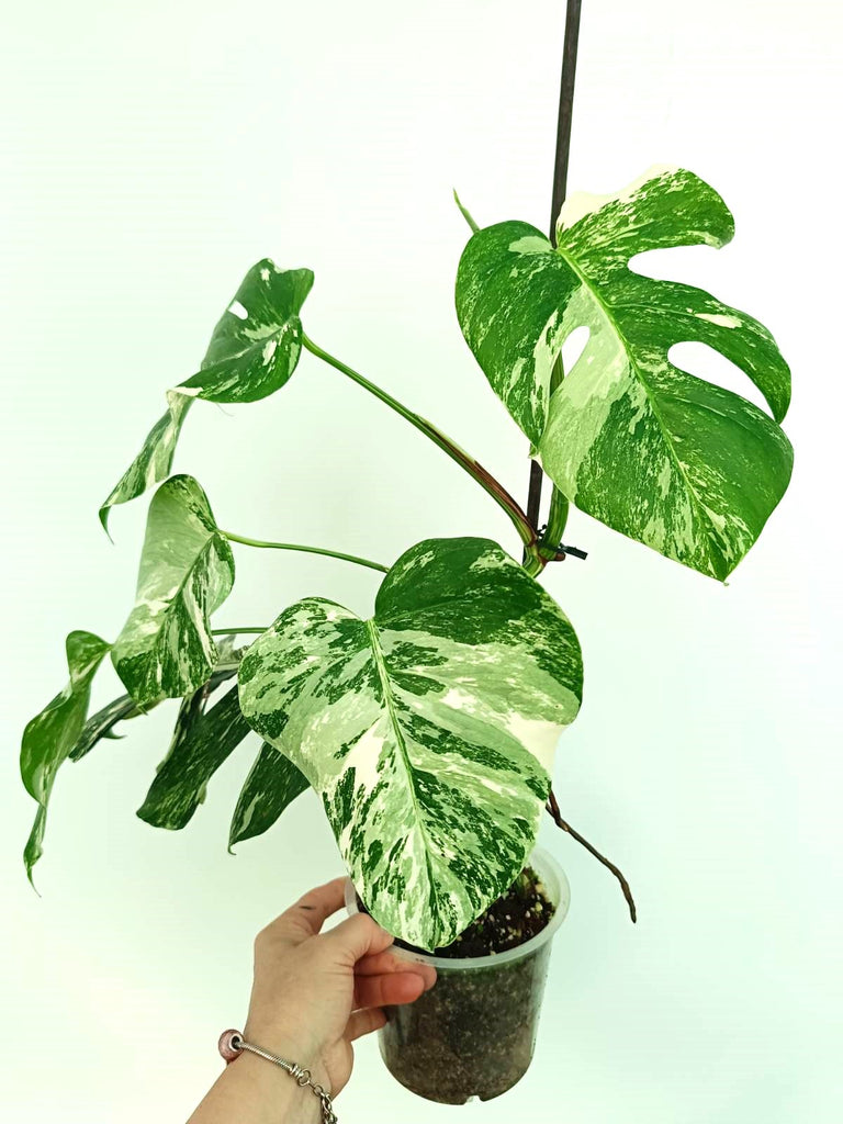 Monstera albo variegata