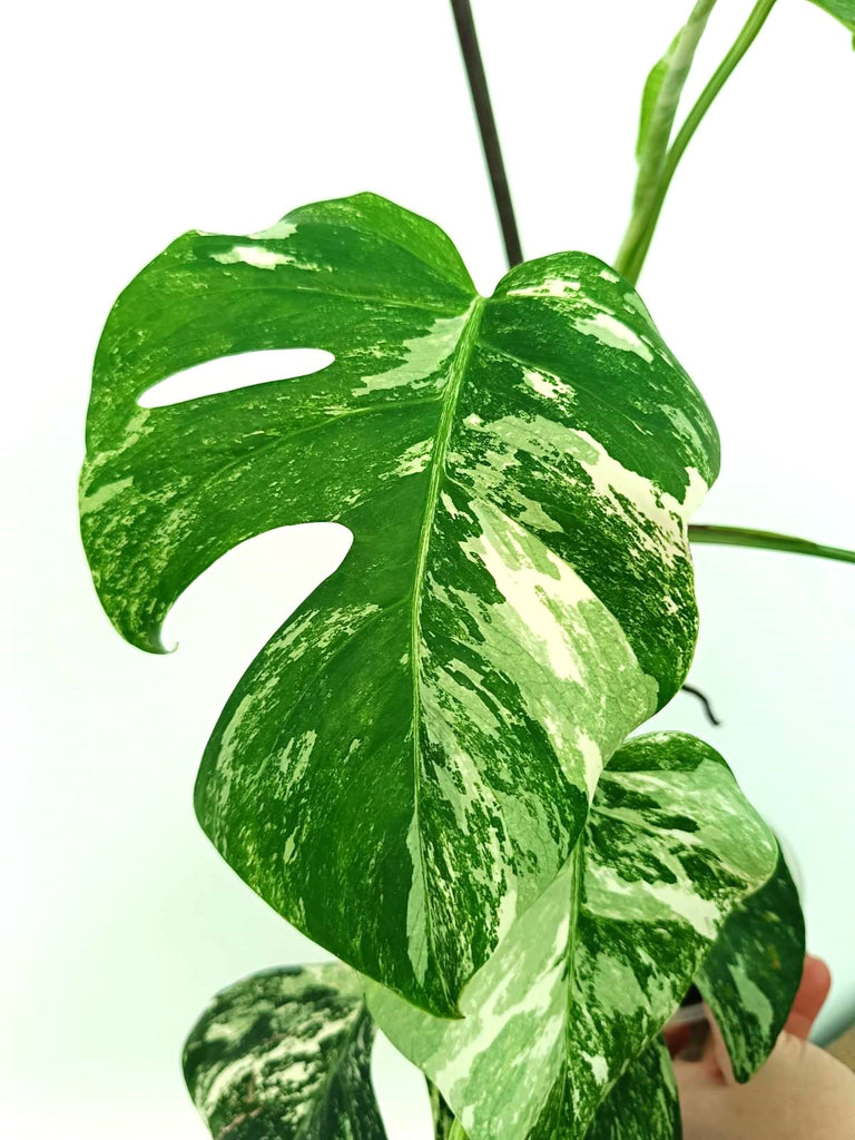 Monstera albo variegata