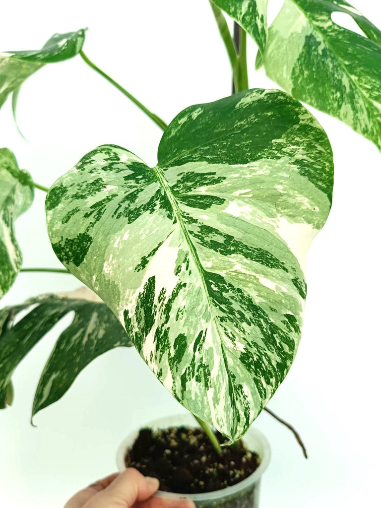 Monstera albo variegata