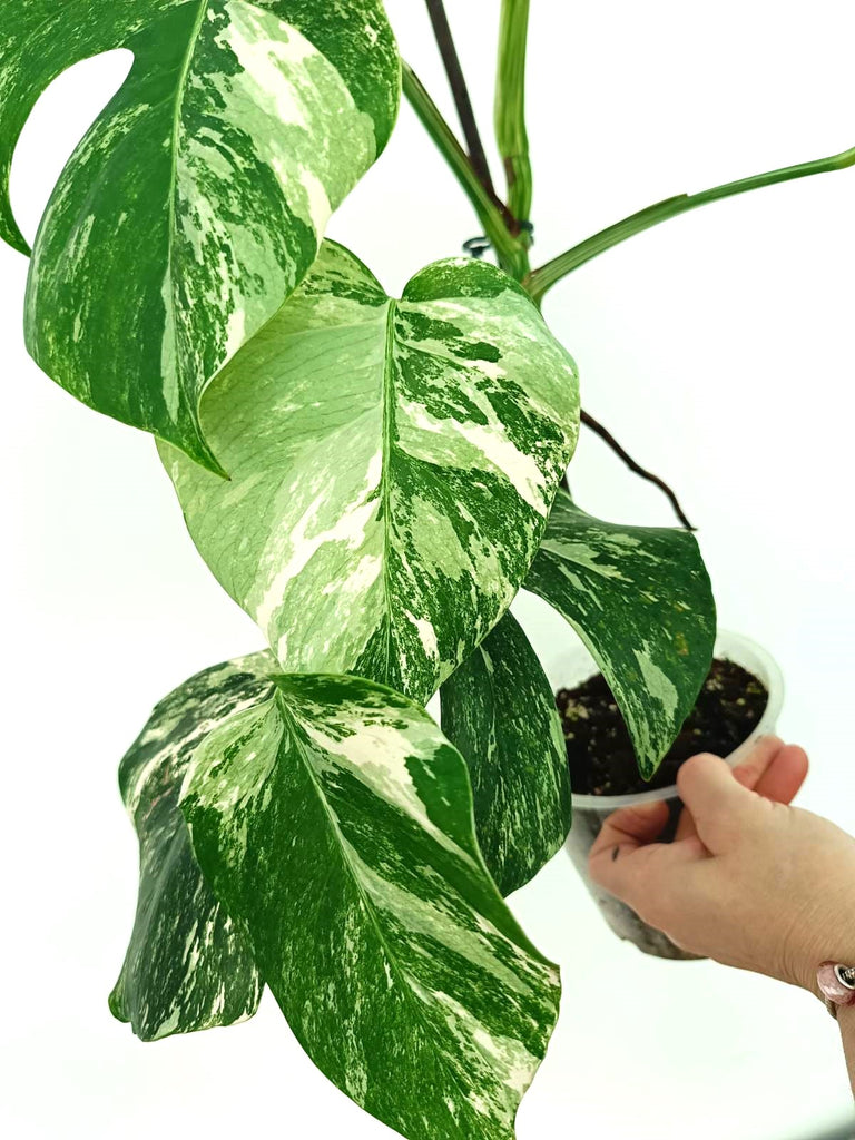 Monstera albo variegata