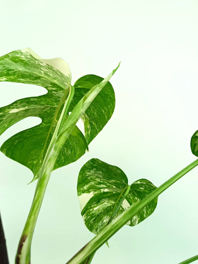 Monstera albo variegata