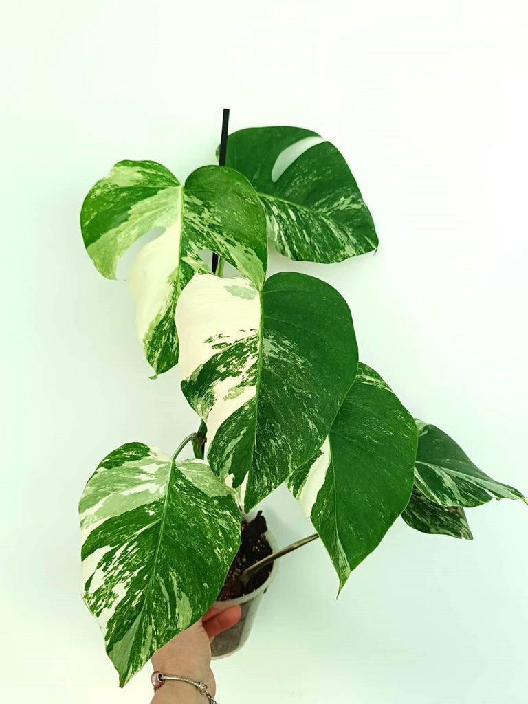 Monstera albo variegata