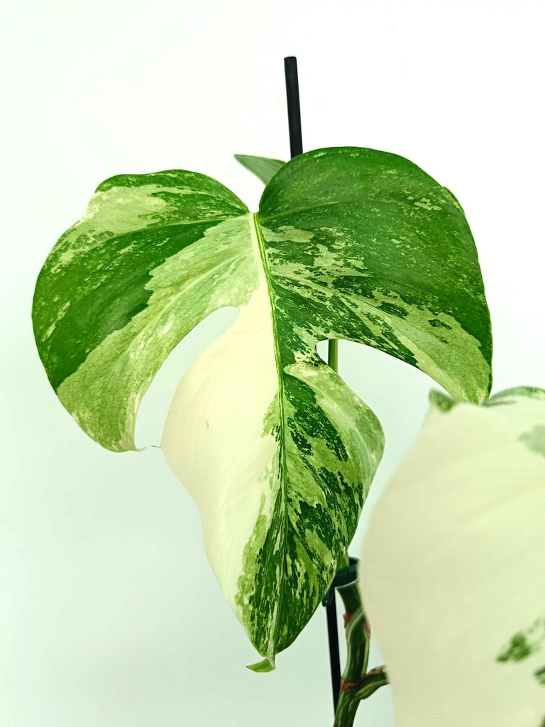 Monstera albo variegata