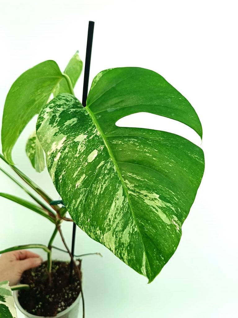 Monstera albo variegata